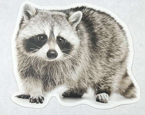 Cute Raccoon - Sticker